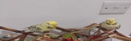 Budgerigars birds for sale: Tame Baby Budgies - Advert 7