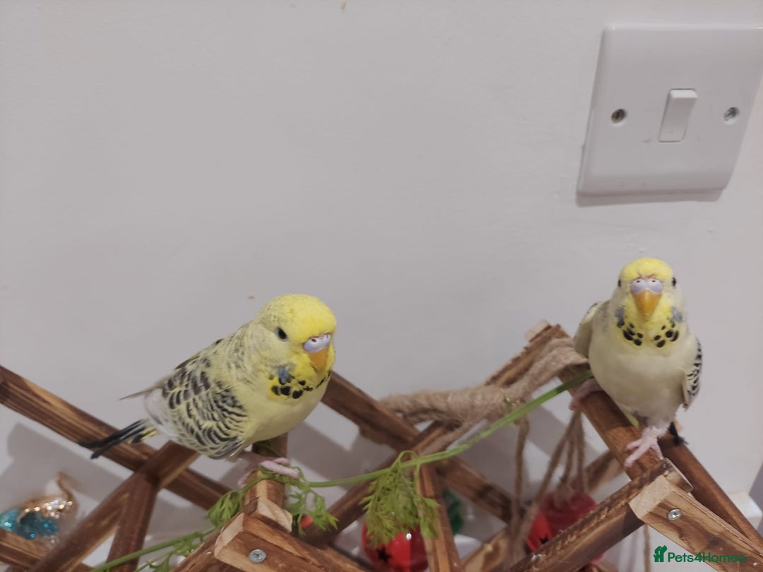 Budgerigars birds for sale: Tame Baby Budgies - Advert 7