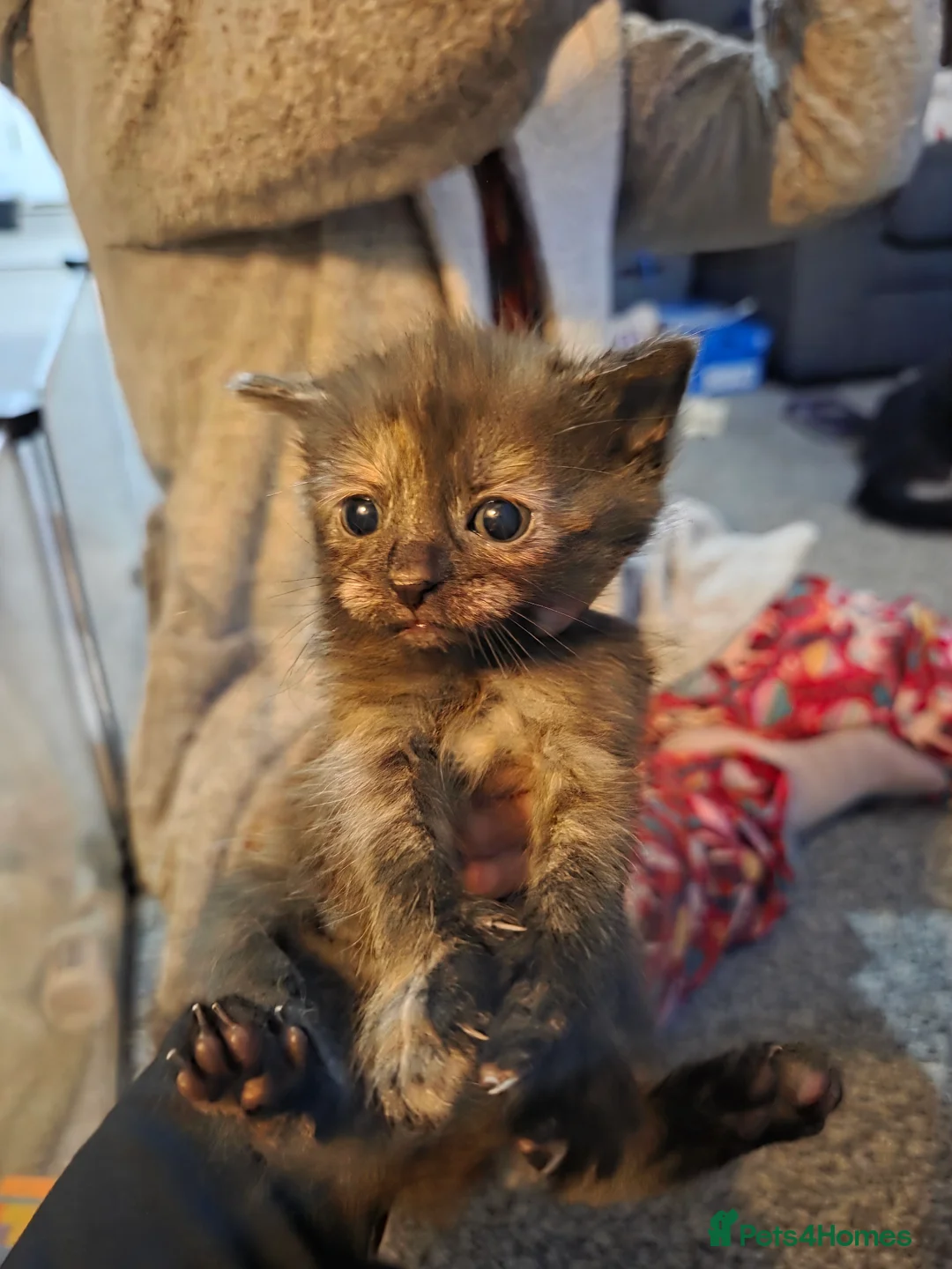 British Shorthair cats for sale: 5 beautiful kittens for sale  - Advert 6