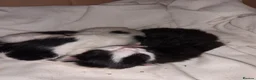 Mixed Breed cats for sale: 3 tuxedo kittens  in Ashton-under-Lyne - Advert 3