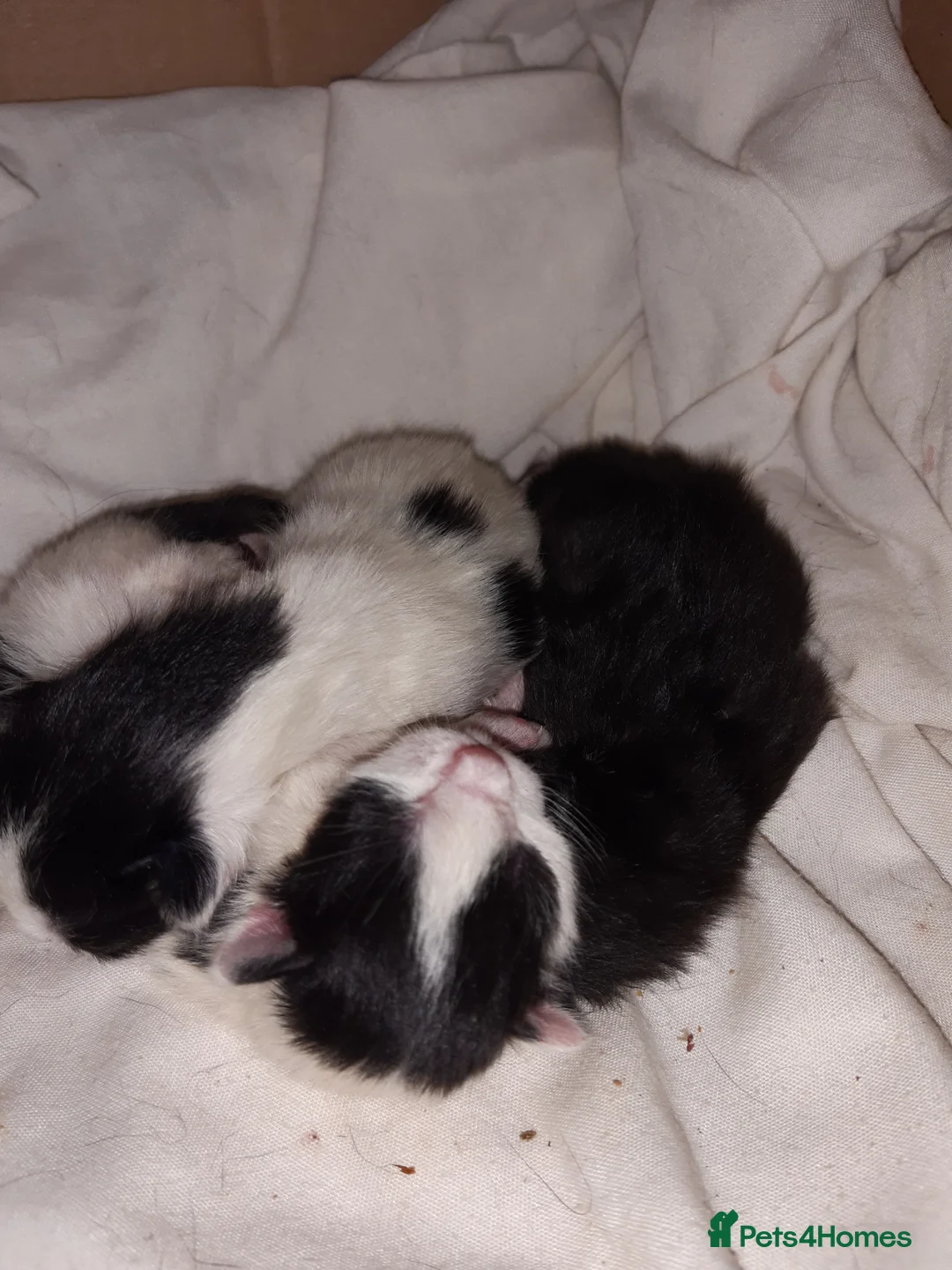 Mixed Breed cats for sale: 3 tuxedo kittens  in Ashton-under-Lyne - Advert 3