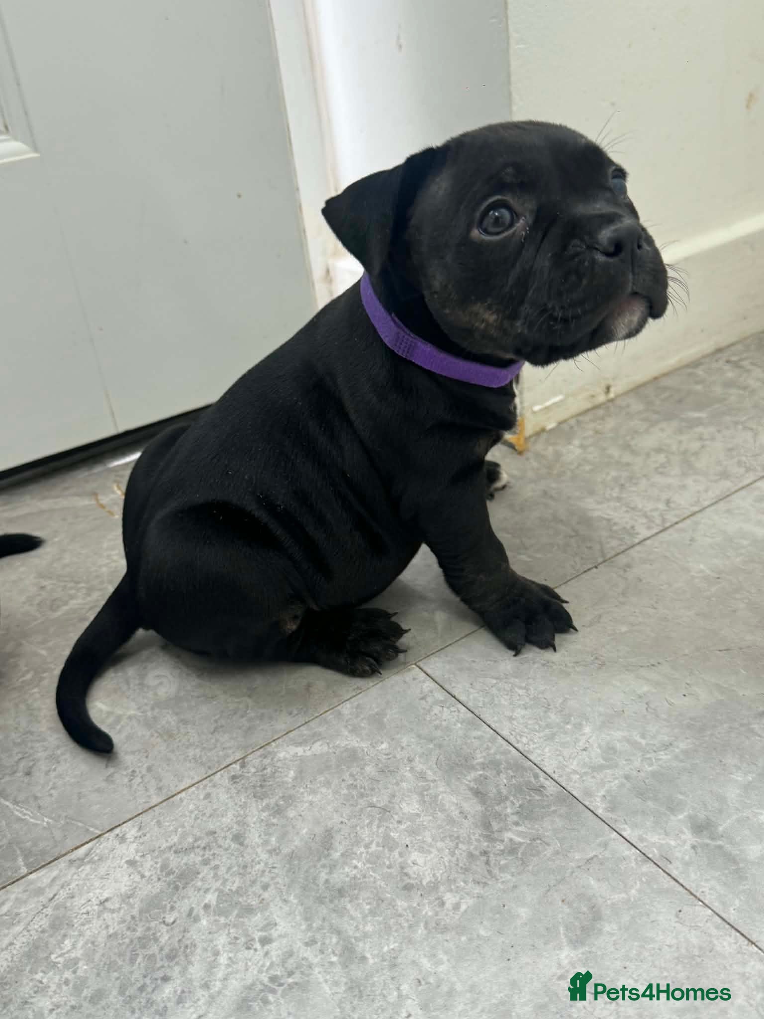 American Bully dogs ****POCKET BULLIES LAST 2 GIRLS READY TO GO TODAY - Advert 6