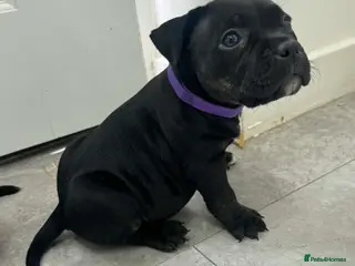 American Bully dogs ****POCKET BULLIES LAST 2 GIRLS READY TO GO TODAY - Advert 6