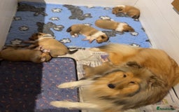 Rough Collie dogs for sale: Sable and white Rough collie puppies - Image 2