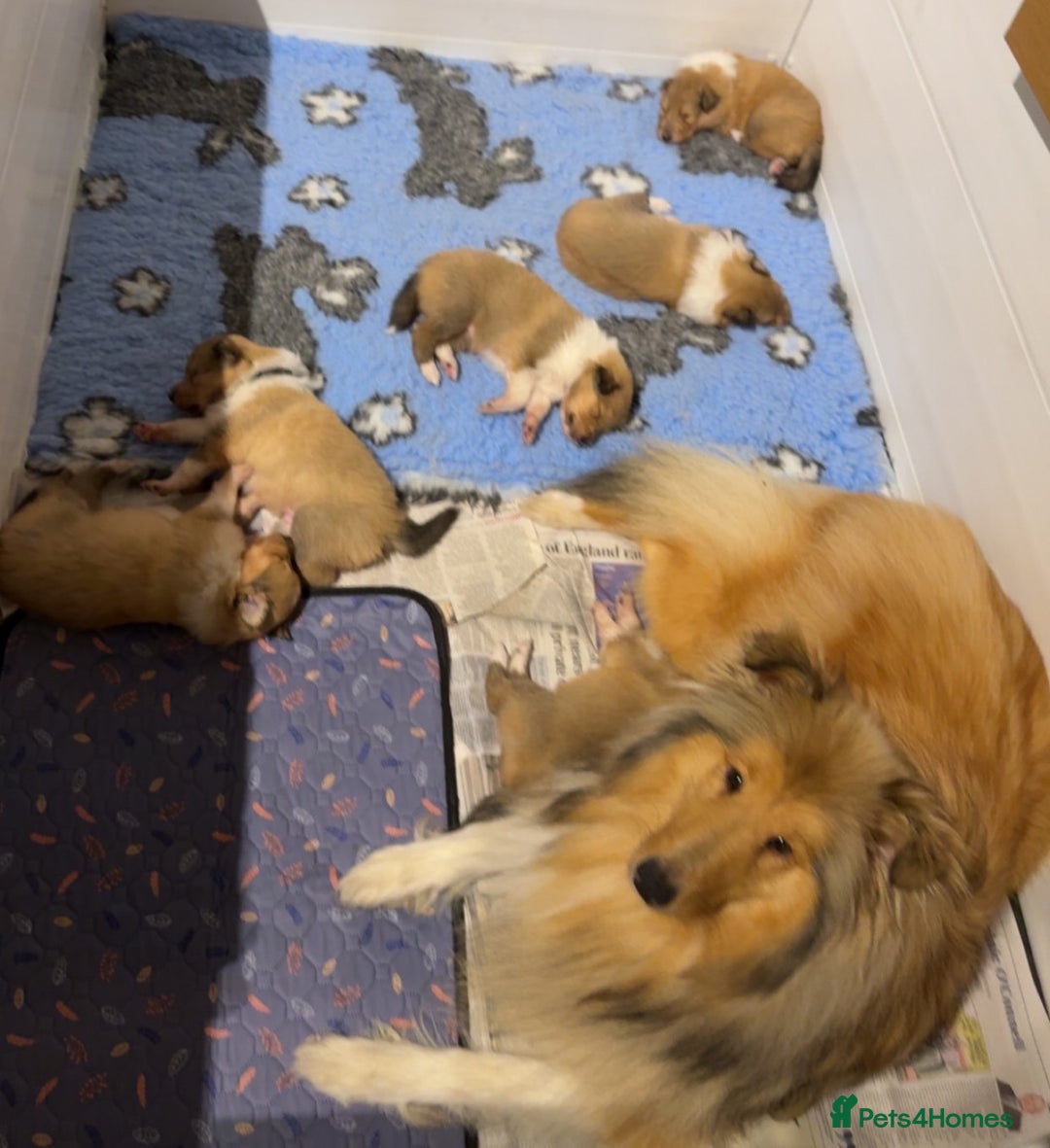 Rough Collie dogs for sale: Sable and white Rough collie puppies - Image 2