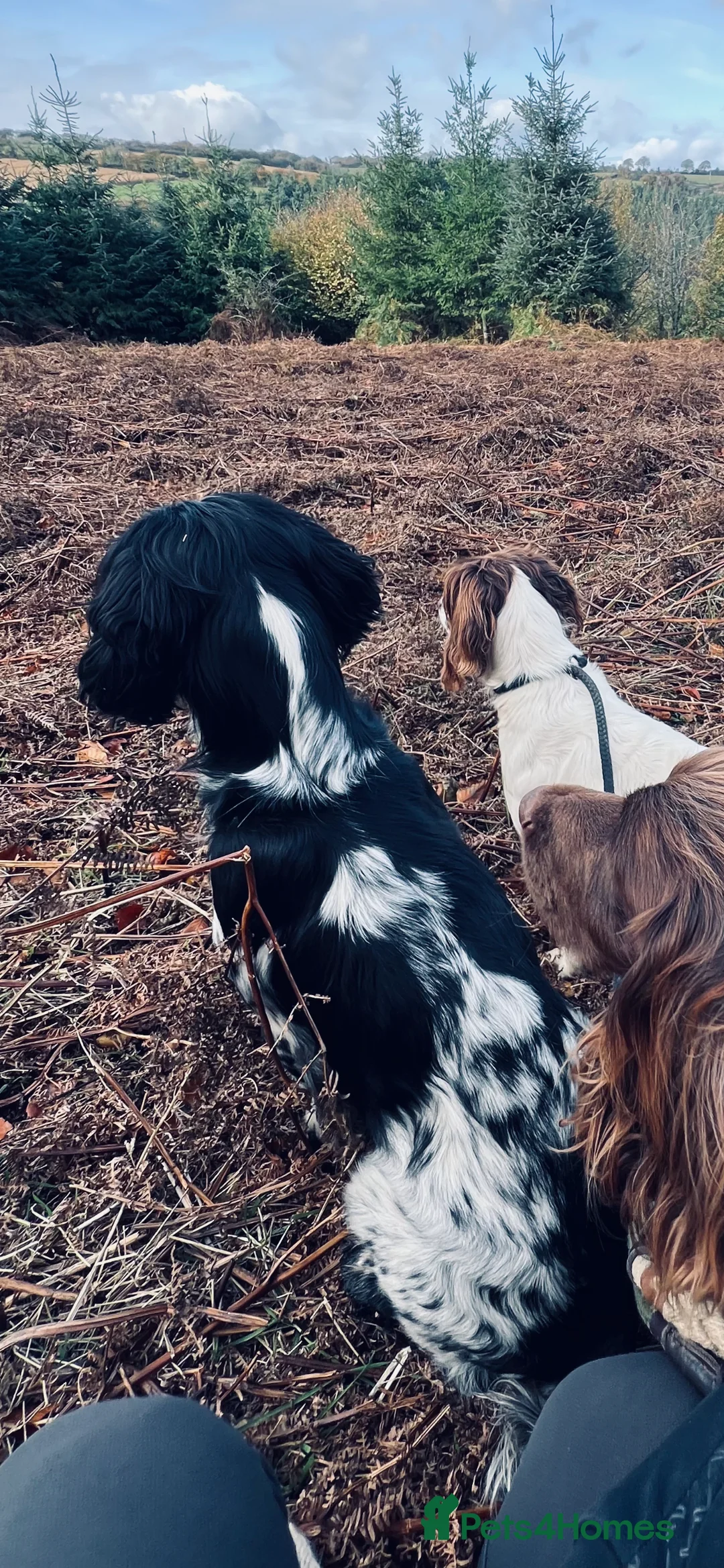 English Springer Spaniel dogs for stud: STUD BLACK AND WHITE SPRINGER SPANIEL  - Advert 3