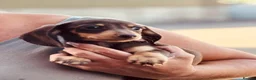 Miniature Dachshund dogs for sale: Ready for new home: KC, PRA clear stunning boy - Advert 5