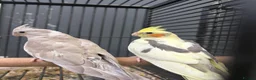 Cockatiels birds for sale: Stunning Various Young Cockatiels - Advert 3