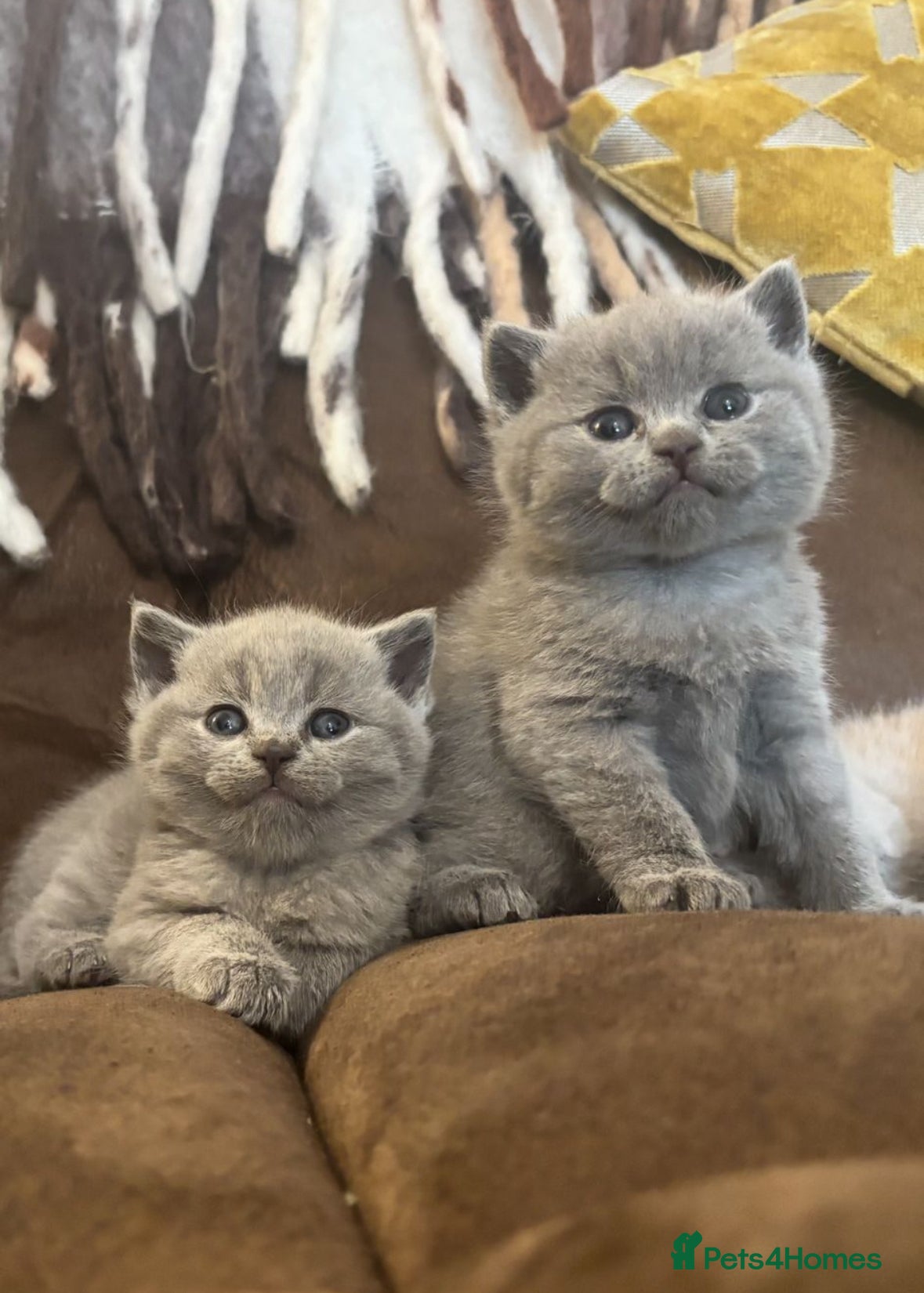 British Shorthair cats Beautiful BSH Kitten GCCF 1 x female remaining  - Advert 4