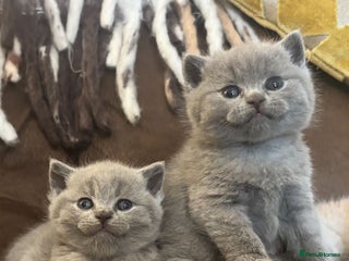 British Shorthair cats Beautiful BSH Kittens GCCF, Xmas Ready Viewings - Advert 1
