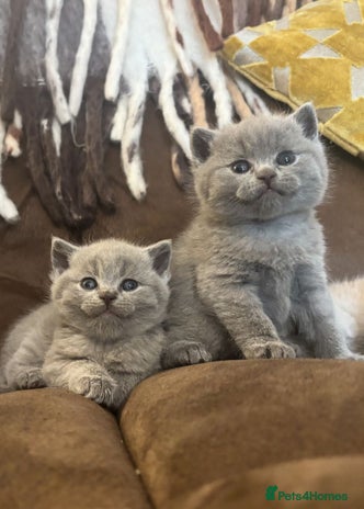 British Shorthair cats Beautiful BSH Kittens GCCF, Xmas Ready Viewings - Advert 1
