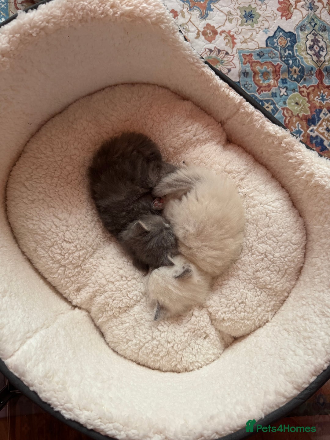 RagaMuffin cats for sale: Beautiful Ragamuffin Kittens - BSH/Ragdoll Cross - Advert 3