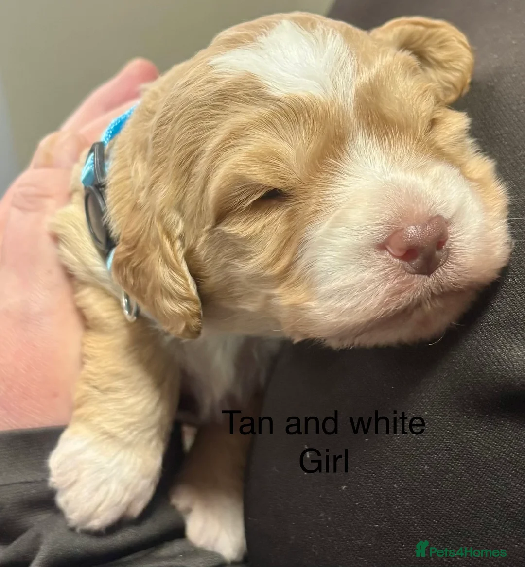 Cockapoo dogs for sale: Cockerpoo puppies  - Advert 13