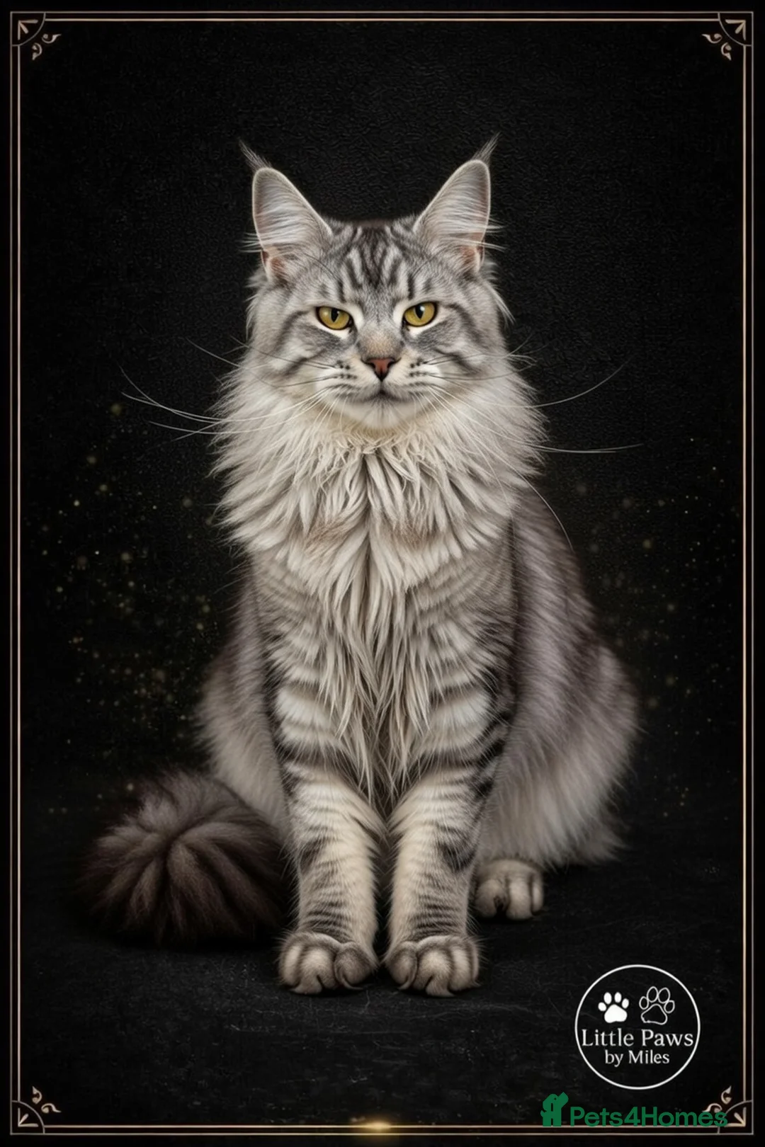 Maine Coon cats for stud: Elite GCCF & TICA Blue Silver Mackerel Tabby - Advert 1
