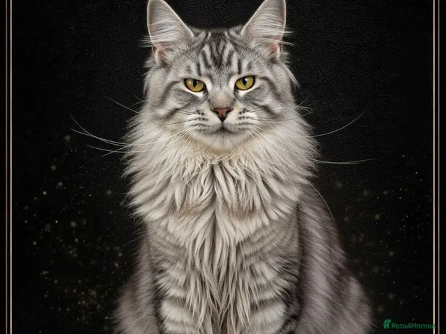 Maine Coon cats for stud: GCCF & TICA Black Silver Mackerel Tabby - Advert 1