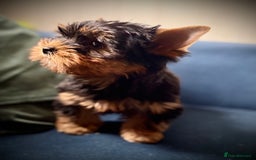 Yorkshire Terrier dogs for sale: KC registered champion blood puppies  - Image 5