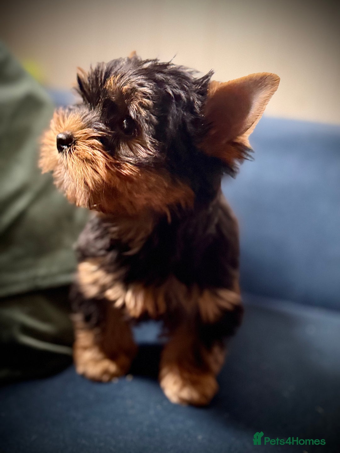 Yorkshire Terrier dogs for sale: KC registered champion blood puppies  - Image 5