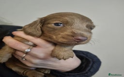 Miniature Dachshund dogs for sale:   Long haired  dachshunds puppies  top quality  - Image 23