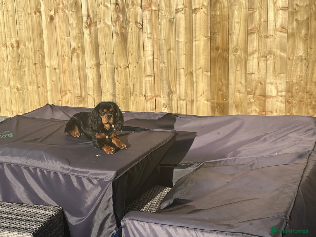 Cavalier King Charles Spaniel dogs for stud: Black & Tan cavalier King Charles spaniel stud  in Ferryhill - Image 7