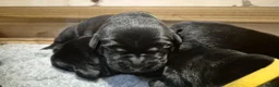 Labrador Retriever dogs for sale: Stunning Working Line Labrador Pups in Rugeley - Advert 12