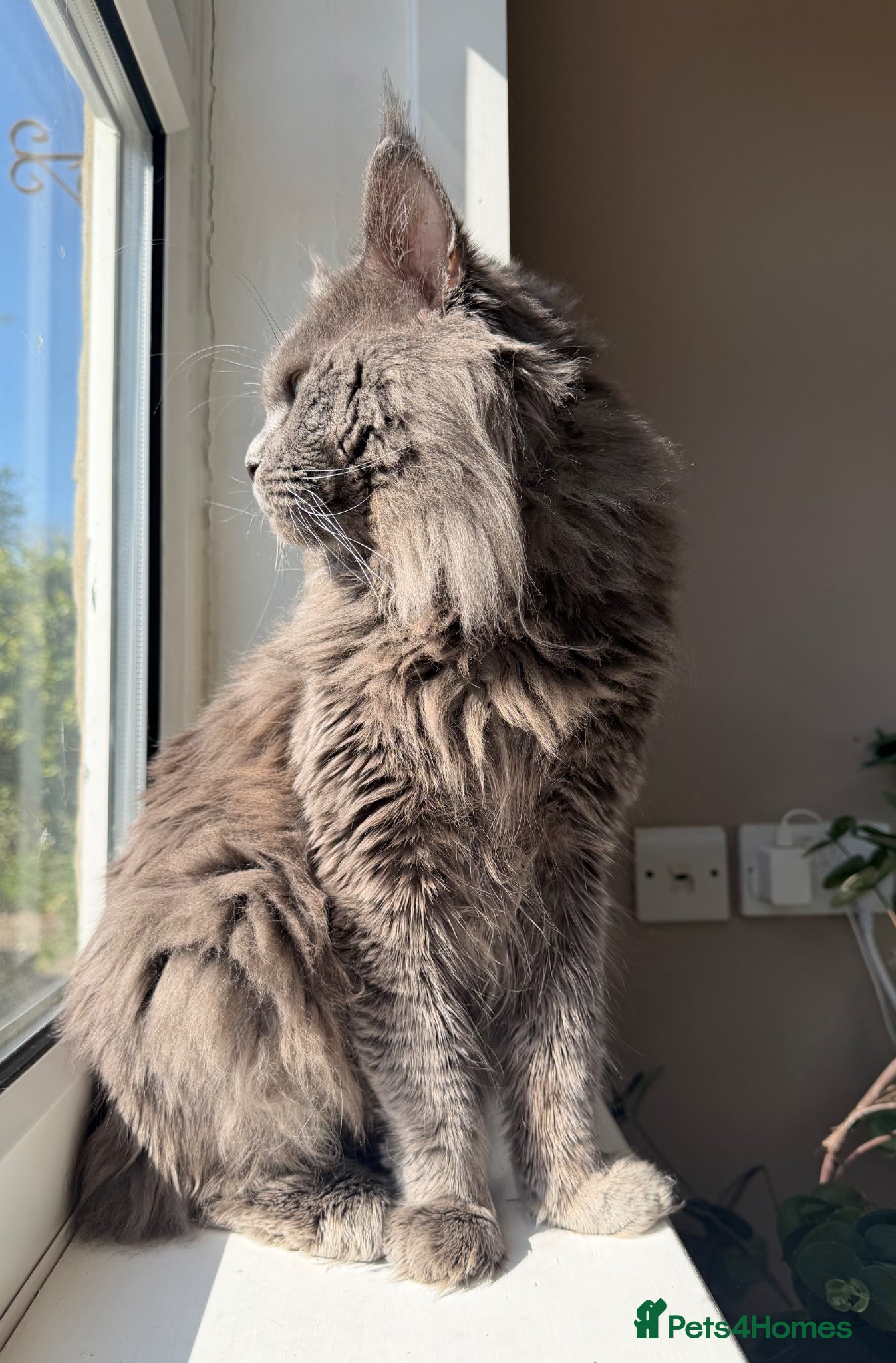 Maine Coon cats for stud: Proven Blue Maine Coon Stud - Advert 4