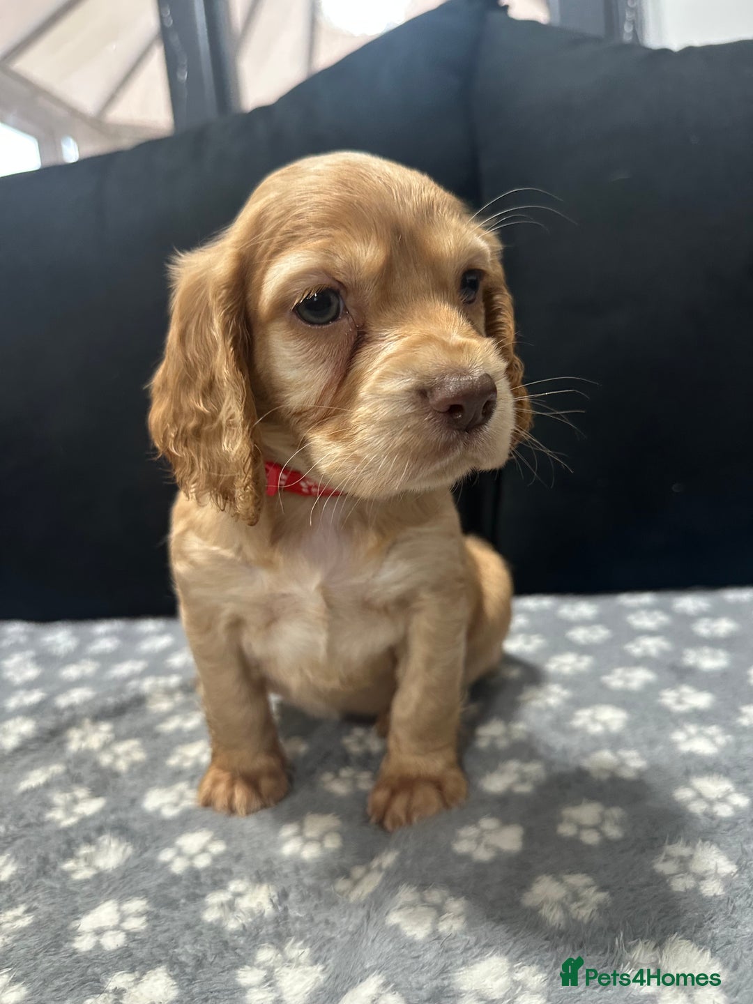 Cocker Spaniel dogs for sale: 3 beautiful cocker spaniel puppies left  - Advert 32