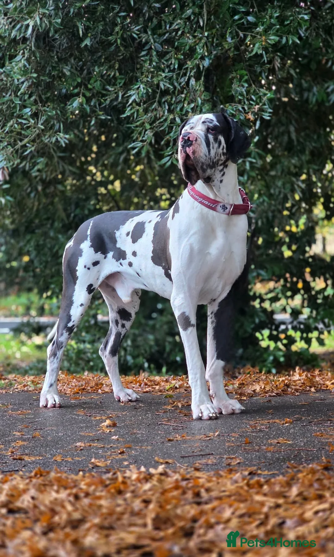 Great Dane dogs for stud: European Stud ! - Advert 4