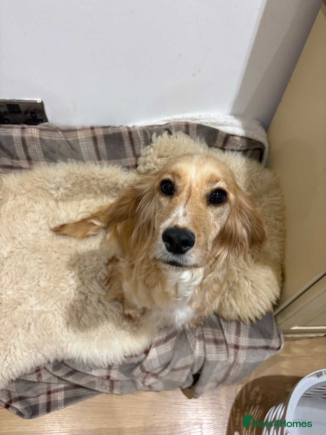 Cocker Spaniel dogs for sale: Beautiful cocker spaniel puppies  - Image 9