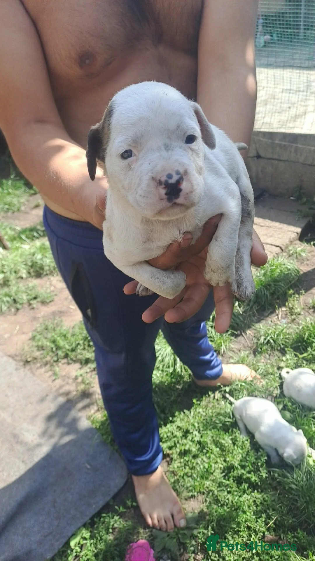 American Bulldog dogs for sale: Dogs for sale in Smethwick - Advert 6