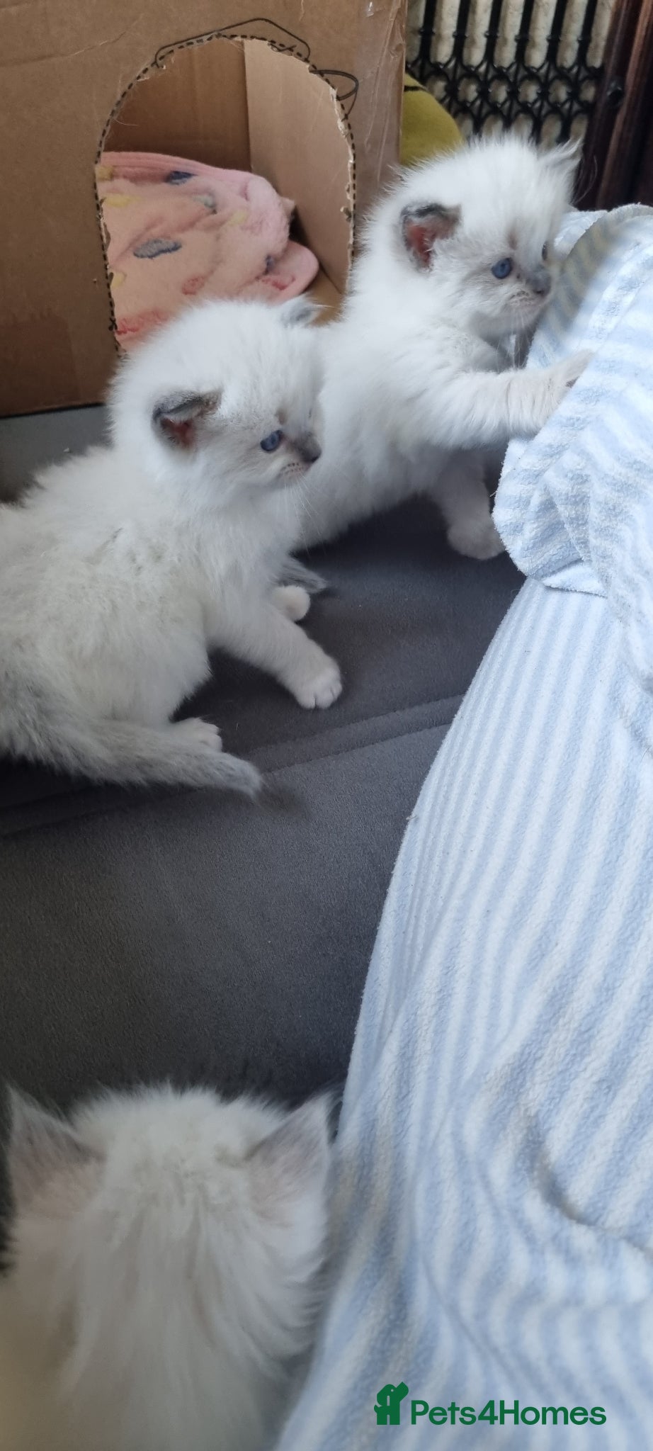 Ragdoll cats “Ragdoll kittens looking for loving homes” - Advert 1