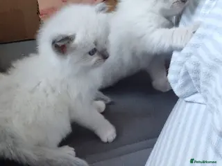 Ragdoll cats “Ragdoll kittens looking for loving homes” - Advert 1