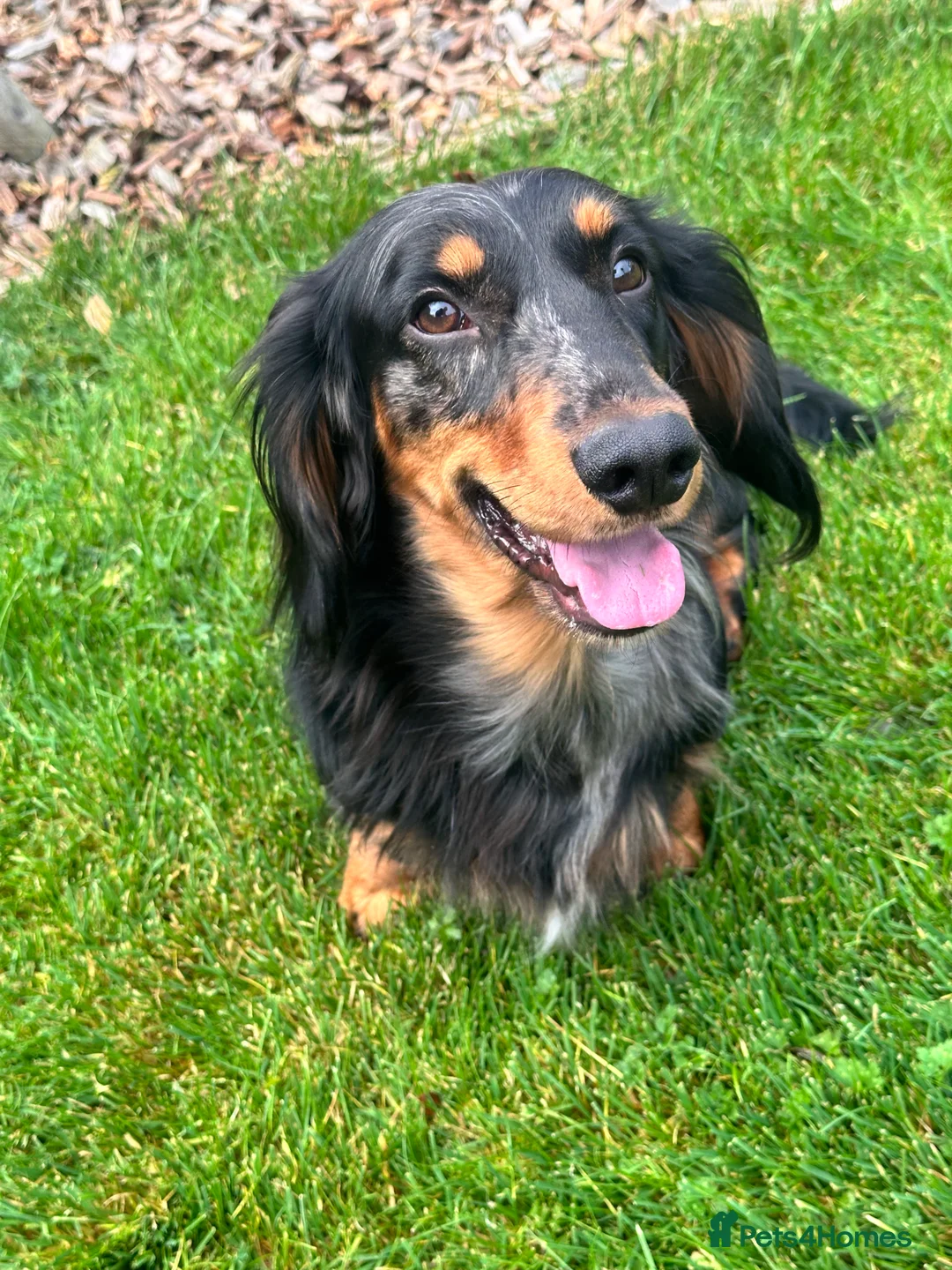 Dachshund dogs for stud: Standard Silver Dapple Long Haired Dachshund Stud in Bishop Auckland - Advert 7