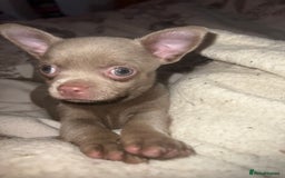 Chihuahua dogs for sale: Chihuahua puppy’s blue and lilicas tiny GIRL 🐶 - Image 18