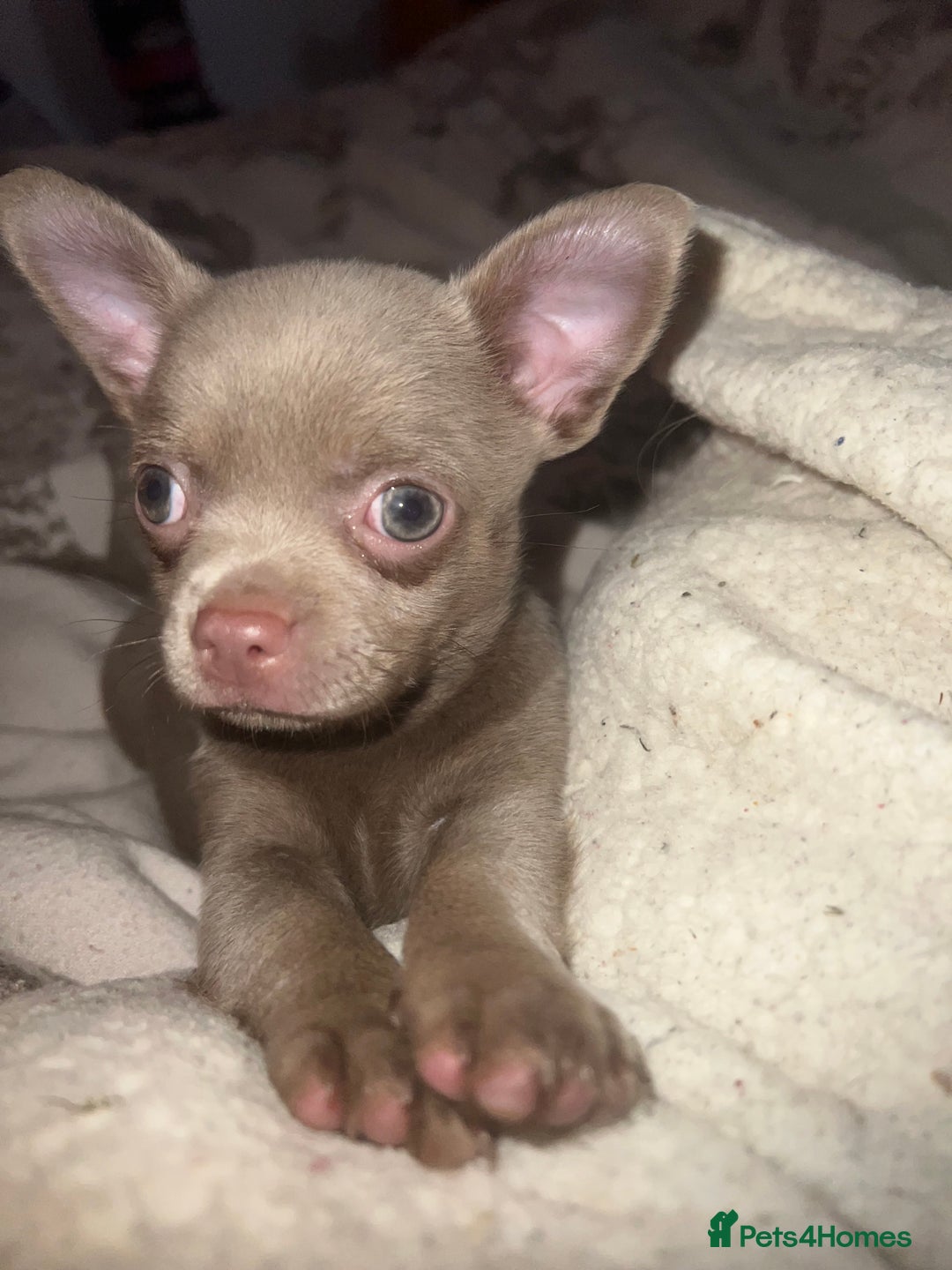 Chihuahua dogs for sale: Chihuahua puppy’s blue and lilicas tiny GIRL 🐶 - Image 18