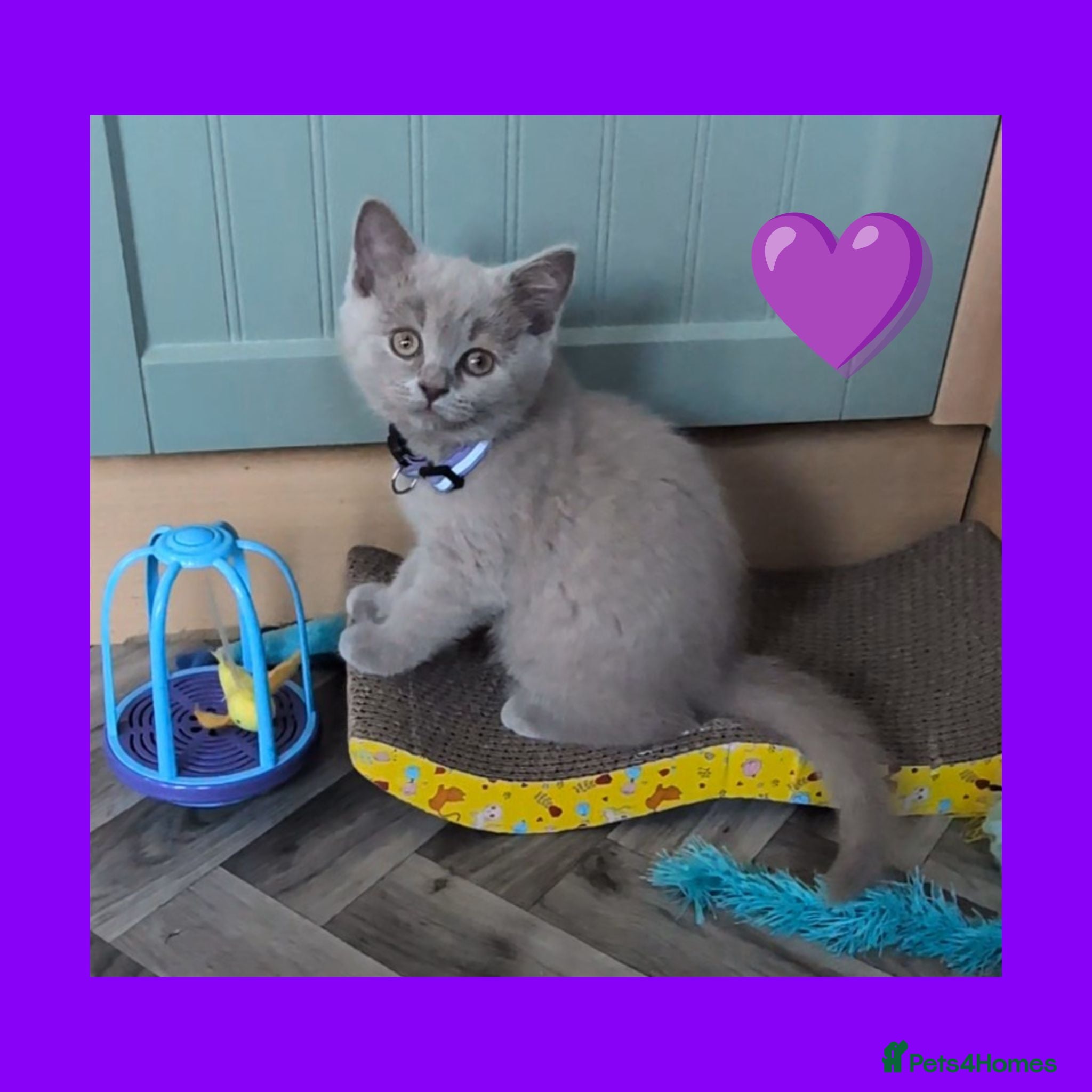 British Shorthair cats Stunning Lilac British Shorthair Kittens For Sale - Advert 2