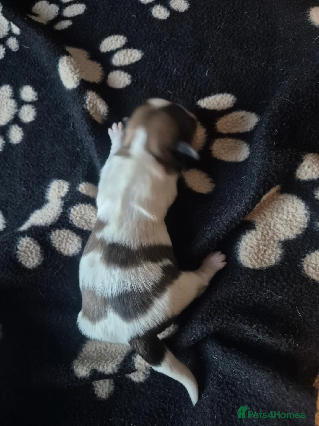 Shih Tzu dogs for sale: Shih tzu in Cannock - Advert 2