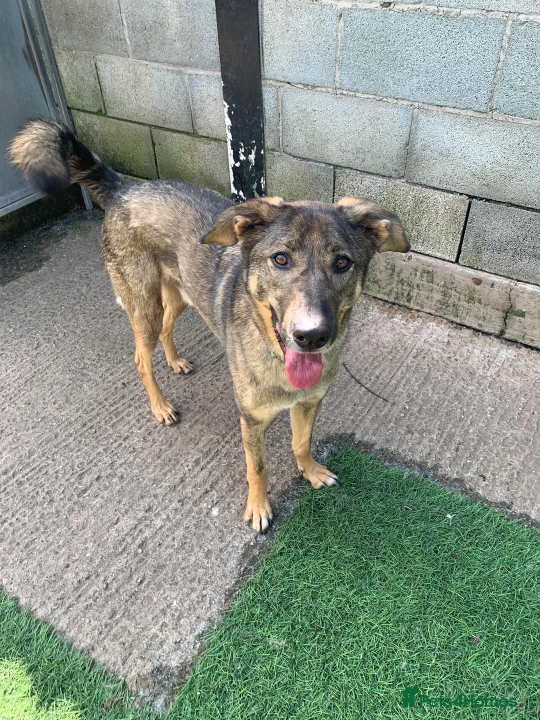 Mixed Breed dogs for adoption: Meet Ozzy, currently residing in Cheshire  in Nantwich - Advert 34