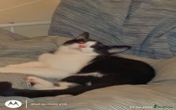 Mixed Breed cats for sale: One little tuxedo 🥰 - Image 4