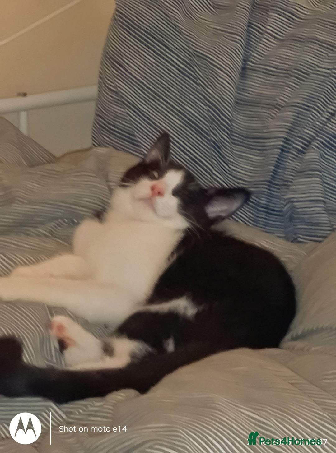 Mixed Breed cats for sale: One little tuxedo 🥰 - Image 4