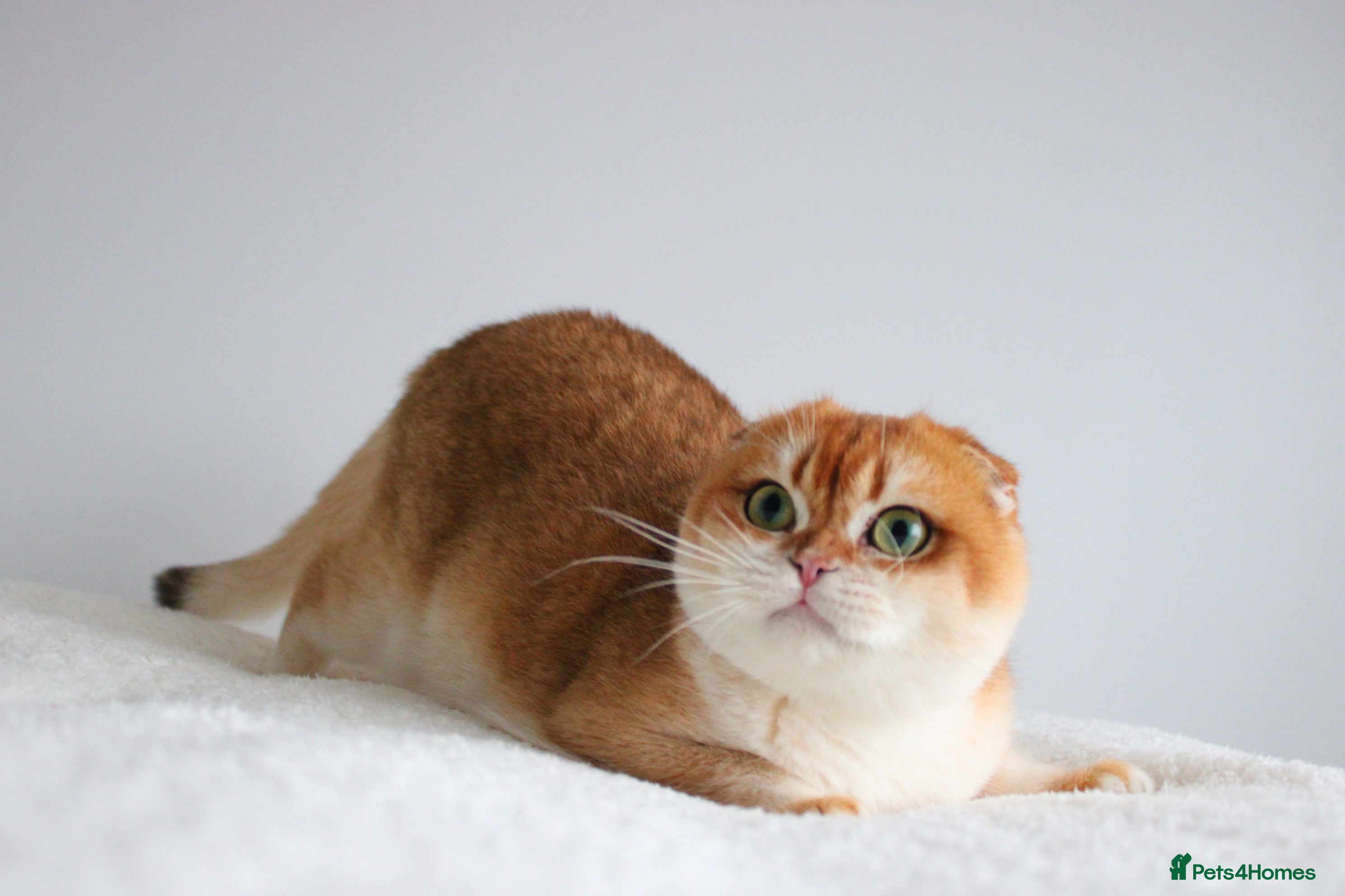 Scottish Fold cats Beautiful Golden Chinchilla Girl  - Advert 7