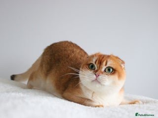 Scottish Fold cats Beautiful Golden Chinchilla Girl - Advert 3