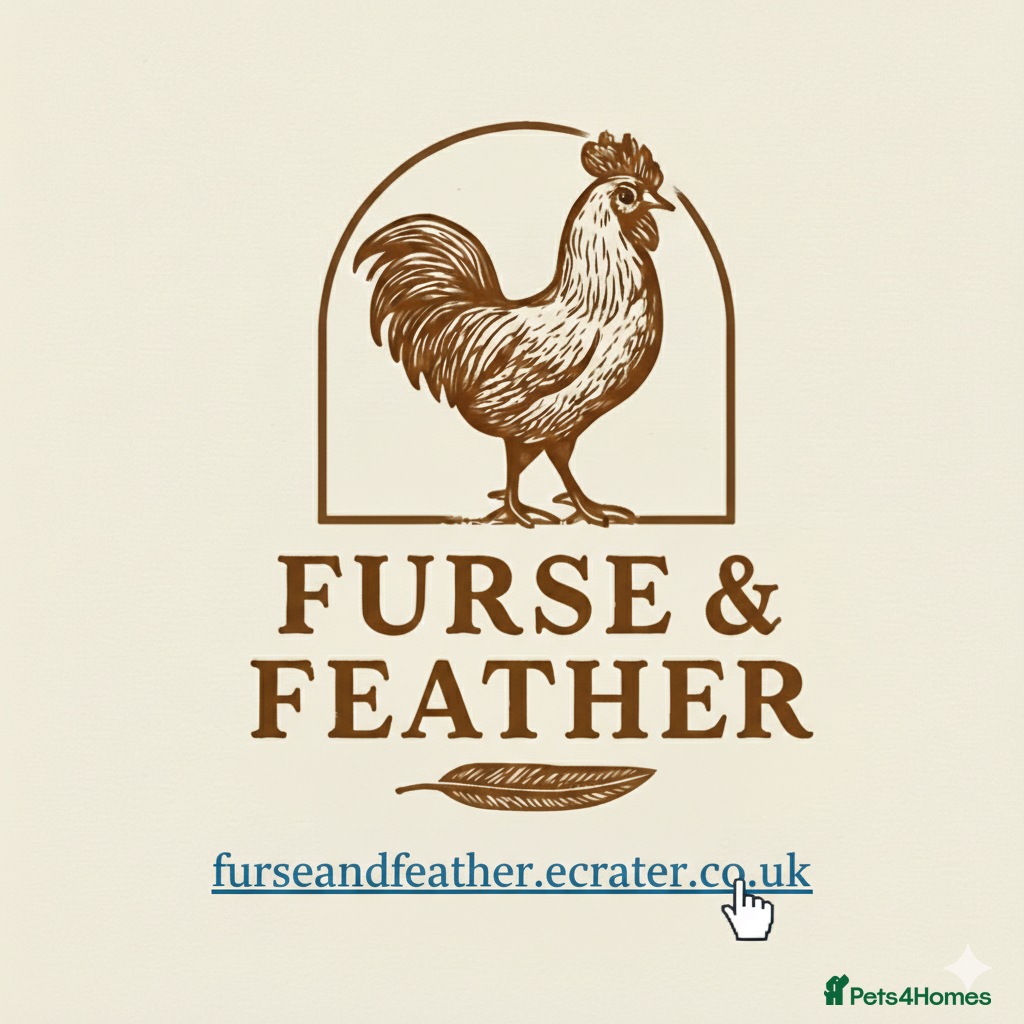 Chickens poultry Hatching eggs - Advert 3