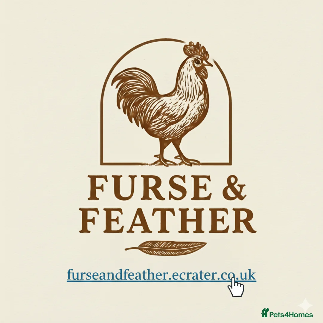 Chickens poultry for sale: Hatching eggs in Boston - Advert 1