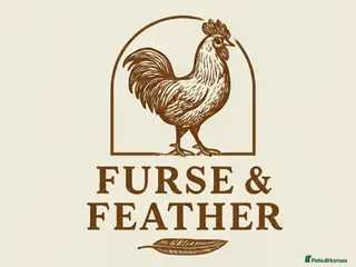 Chickens poultry Hatching eggs - Advert 3