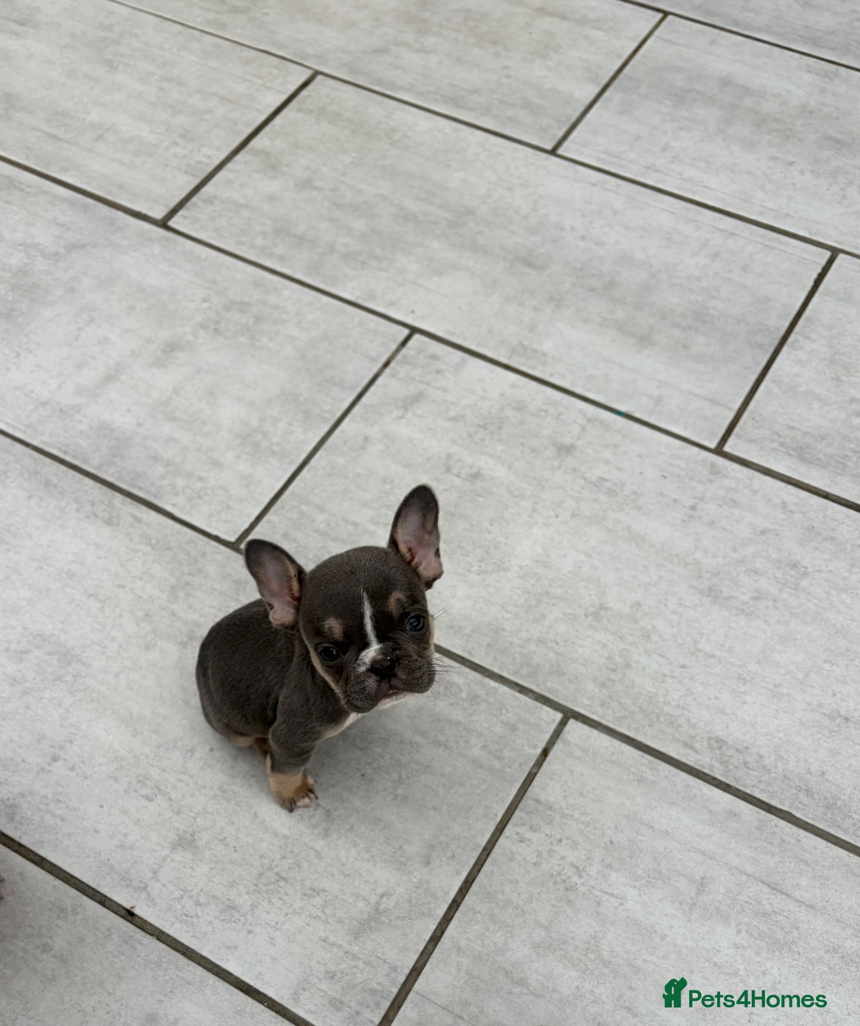 French Bulldog dogs French bulldog puppies 🐶 Ready now  - Advert 14