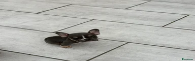 French Bulldog Puppy 2