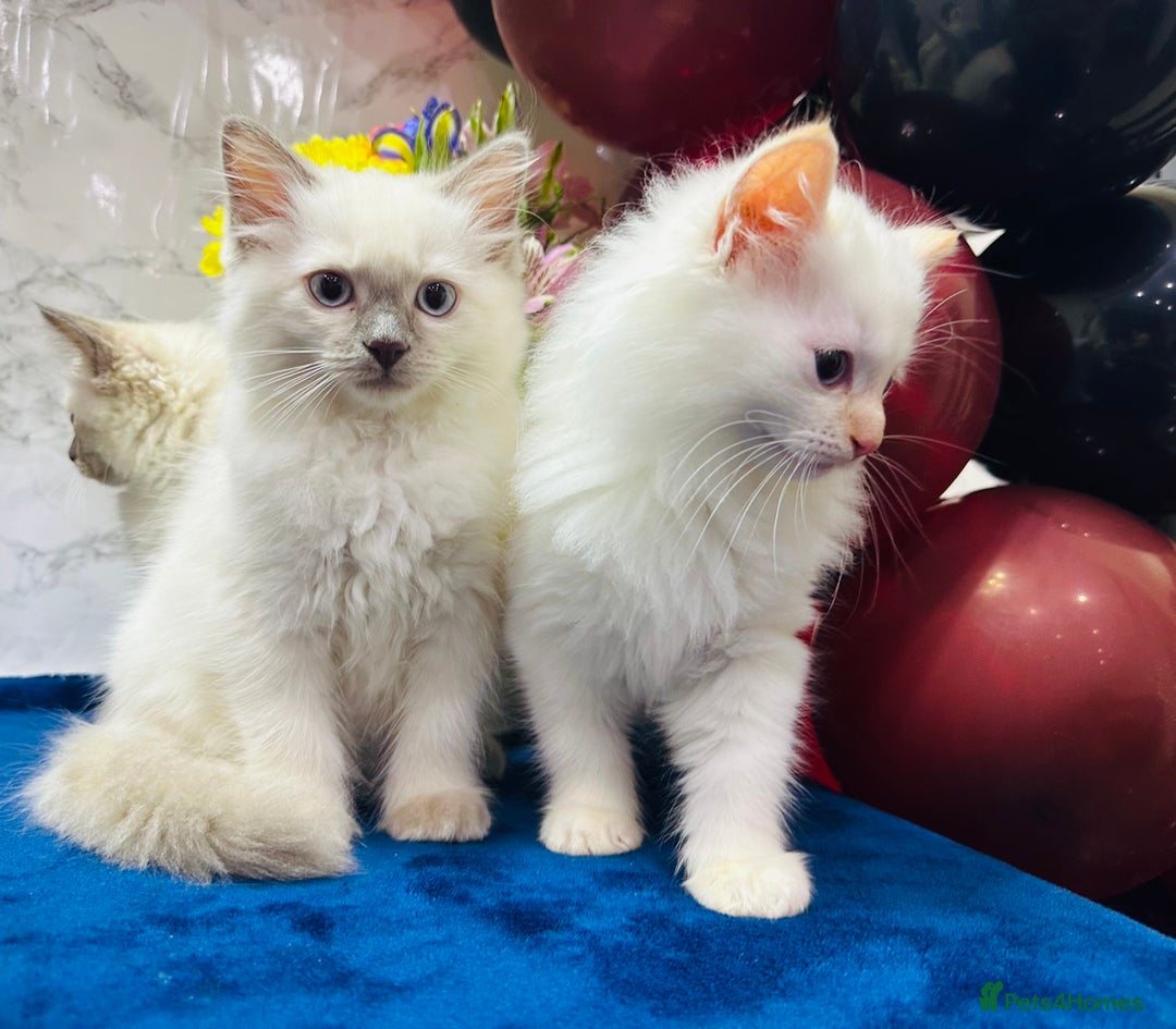 Ragdoll cats for sale: TICA Registered Magnificent Ragdoll kittens  - Image 28