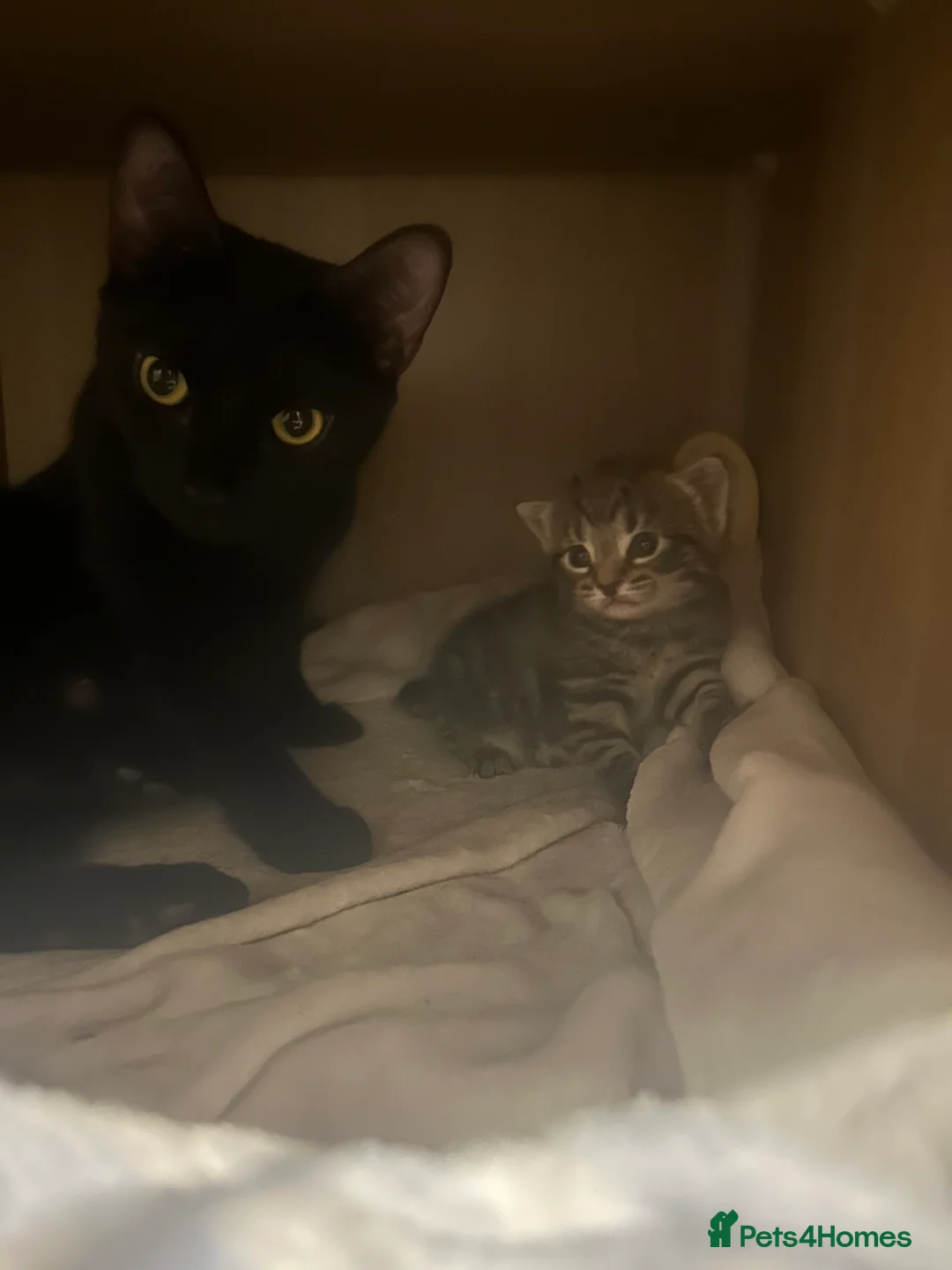 Mixed Breed cats for sale: Beautiful kittens  - Advert 39