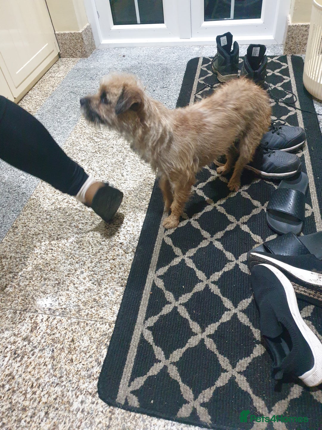 Border Terrier dogs for sale: 3yr old Female Border Terrier  - Advert 2
