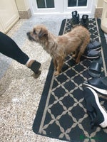 Border Terrier dogs 3yr old Female Border Terrier - Advert 4